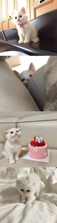 pet-lovememorial: cat-memorial:  U are so adorable  OH !!!  so cute  可愛い❤️