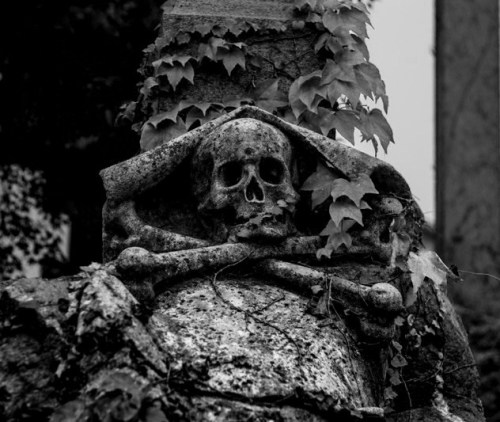 Bat Skulls.