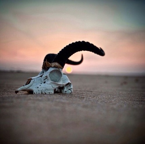 coyote-cloud:Ram skull - photo by National Geographic.