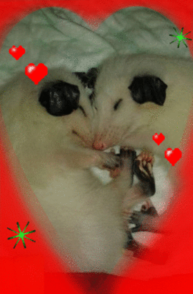 possums