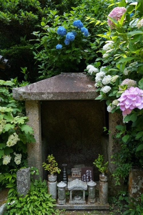 chitaka45:京都 岩船寺 &lt;紫陽花&amp;睡蓮&gt;kyoto gansenji temple  &lt;hydrangea &amp; wa