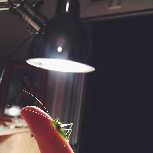 Late Sunday at the desk and we are joined by this small green chap. #grasshopper #vscocam #deskexcitement
