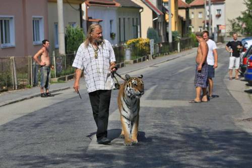 Jaromir Joo, owner and trainer of circus animals, going for a walk with his tiger Taiga in Letovice,