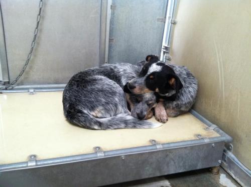 lettersintheampersand:These two are located at lancaster animal control in CA. The one to the left i