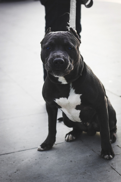 flakkabey - American Pitbull Terrier. Want more?