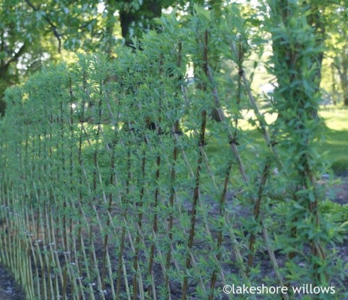 How amazing are living willow fences, I wish they worked on our farm but I doubt it with the heat we