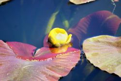 Wocus or Wokas (Nuphar luteum ssp. polysepalum), a yellow pondlily scattered throughout the Wood River Wetland.