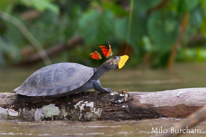 Butterflies drinking turtle&rsquo;s tears to survive&hellip;