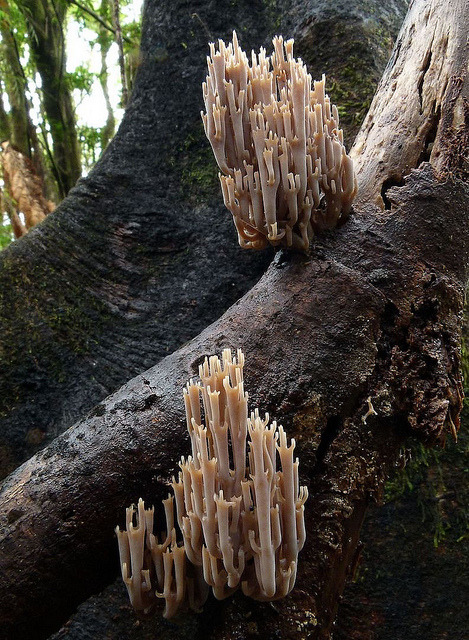 Coral Fungi Colonies by New Zealand Wild on Flickr.