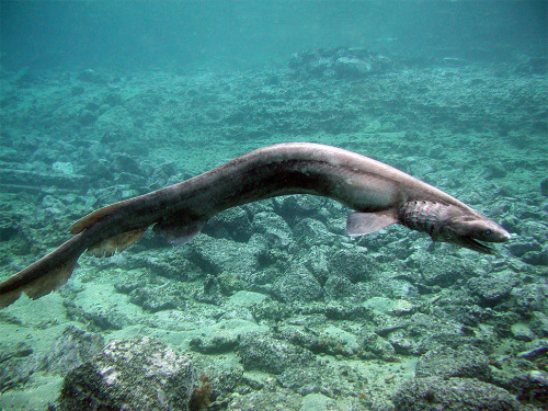 anubisfang:  Frilled Sharks (AKA sea dragons) 