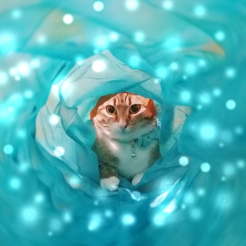 ladylavenderberry: My cat in her tunnel