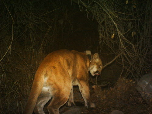 Mountain Lion P22 - Griffith Park