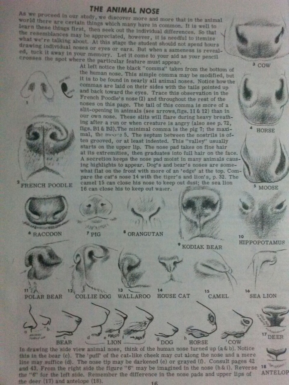 pupmutt: A page on animal noses from my favorite... - Art References