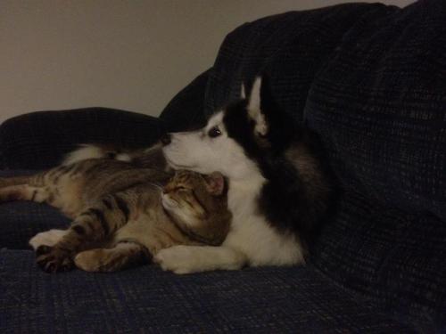 awwww-cute:My cat and dog cuddling (Oscar the cat, Eva the husky)