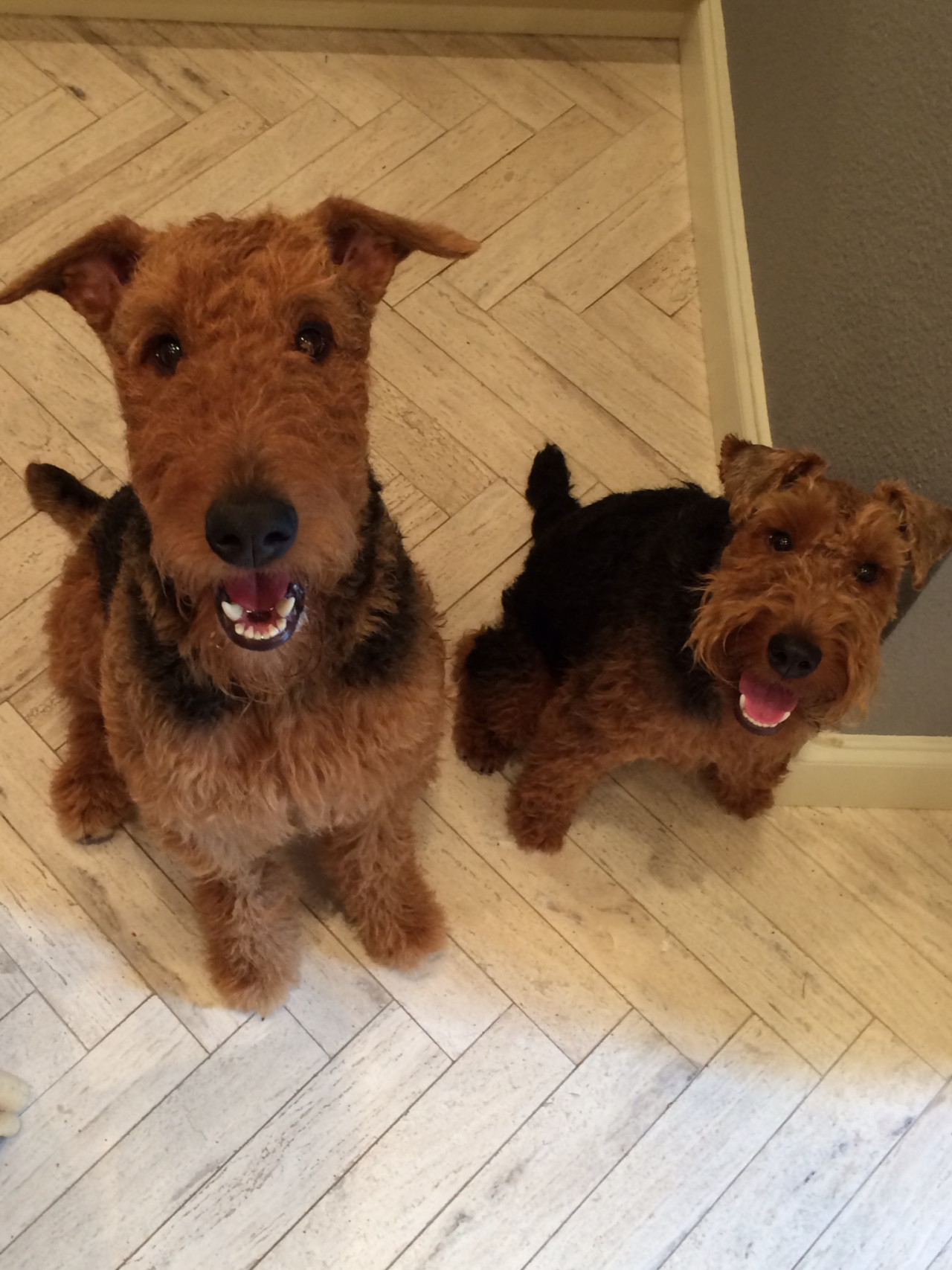 awwww-cute:  Found His BFF! 