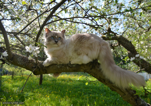 jossisgod: booksandcatslover: isriana: More pics of my ragdoll boy Nemo’s outdoor adventures t