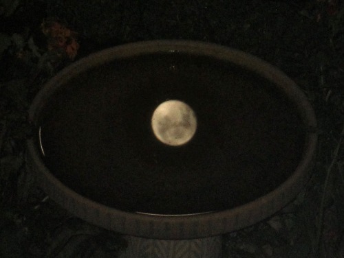 geopsych:Caught the moon hanging out in the bird bath this morning.