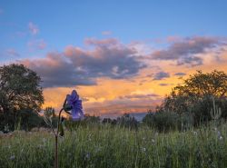 earthporn-org:  Storm clouds and flowers at sunset this evening in Redding California.