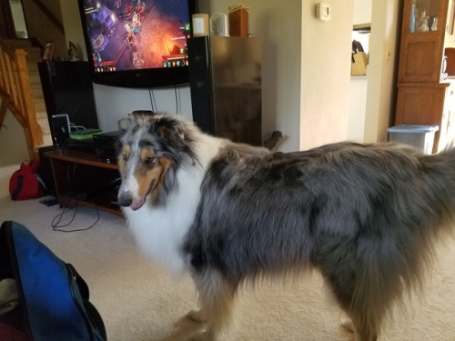 I said I would, so here’s my dad’s dogs. The blue collie is named Angus and the sheltie is Jack.(pretend-im-not-there)oh my godthe fluffTHE FLUFFT H E F L U F F 