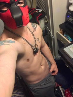 pupbull:  Wore my leather cockring out to