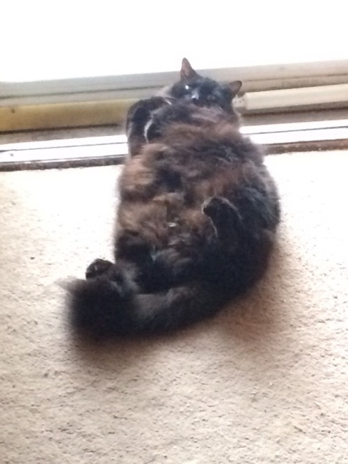 crispybaconandtoast:I found her sleeping this way, she continued to clean her front feet this way as