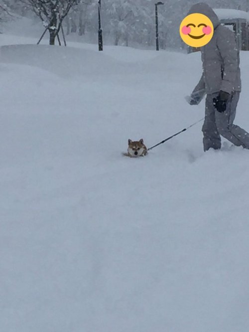 bibidebabideboo:  “ほぼ埋まりながらウ◯コしてます”(きなとつぶ(@shi666no)さん | Twitterから) 