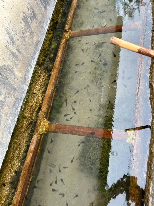 Tadpoles I Found On The Hike I Did Today