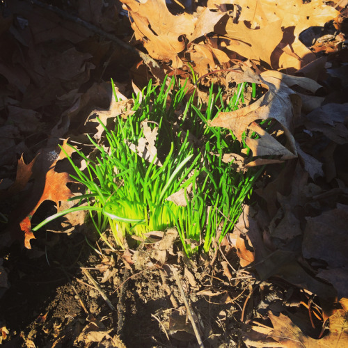 What are these weird waxy very green tufts of grass that have popped up in our backyard? The closest