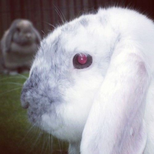 My late Ice King ❤ Flossy hiding in the back ❤ #Rabbit #Rabbits #Bunny #Bunnies #Pet #Pets #Sweet #