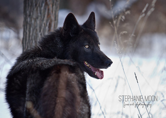her-wolf:Black Wolf by Stephaniemoon 