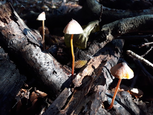 Hadley Wood, London, UK, October 2021Bleeding mycena (Mycena crocata) I absolutely adore these 