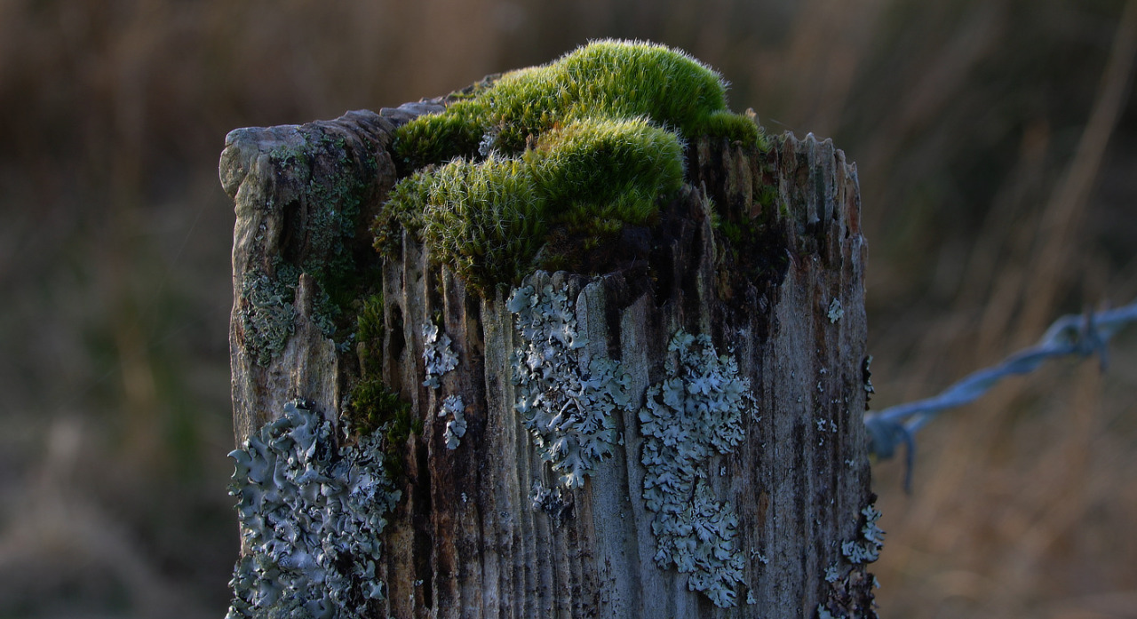 Dusk on the Moss Mounds #FencepostOfTheWeek #moss#fencepost#Argyll#nature photography#lichen#UK