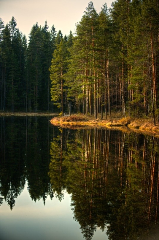 accio-forest:Finland Markus Hovikoski