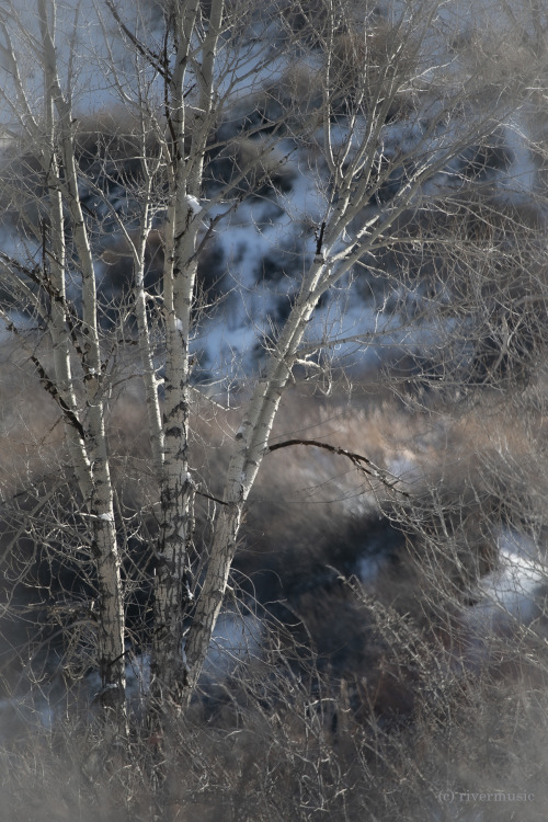 Cottonwoods in Soft Sunlight: © riverwindphotography