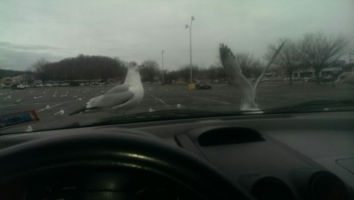 Good morning from sunny New Jersey and the parking lot seagulls~~