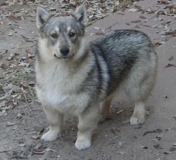 erykahisnotokay:this is a swedish vallhund