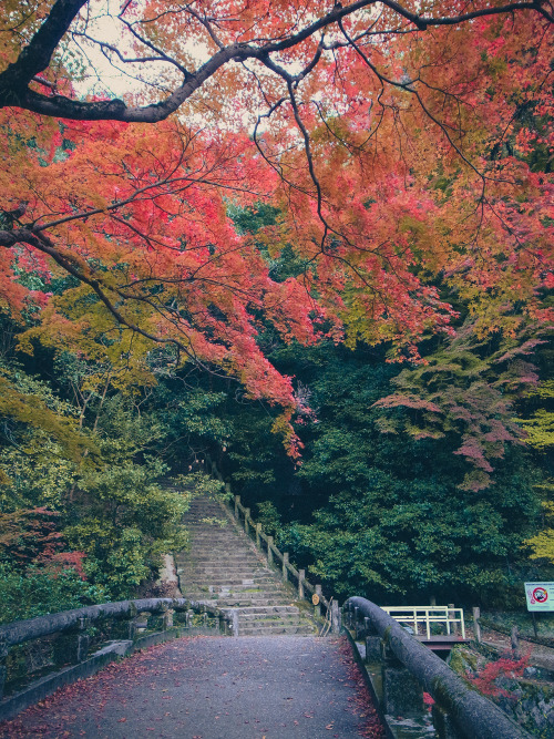 kuroinusphoto:2014年11月19日 34．無題 大阪府箕面市