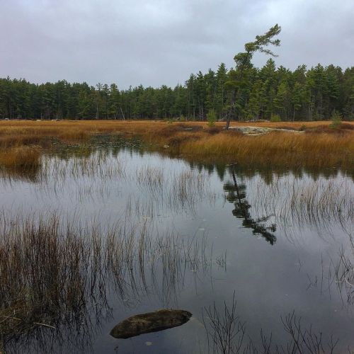 Just another beautiful view in @algonquin_pp during a #trailrun. Not a fast one today; it was all ab