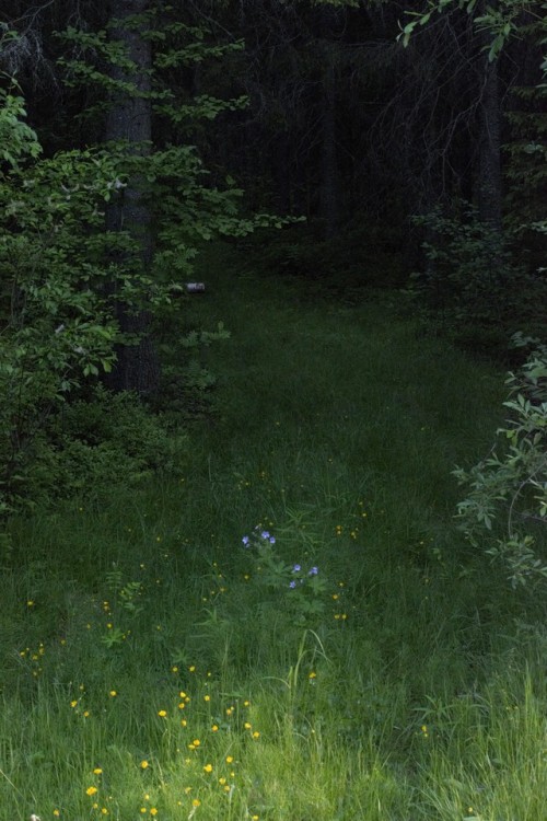 morganathewitch:Forest path~