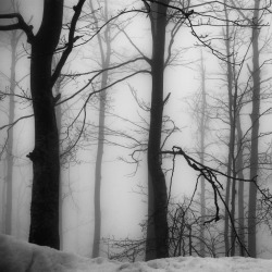 branislavfabijanic:  Forest silhouettesBranislav Fabijanic