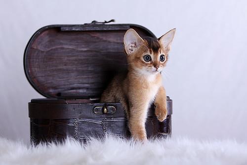 maria-emilia-alves:  Kitten | via Facebook on We Heart It. http://weheartit.com/entry/74769011/via/atuamae4 