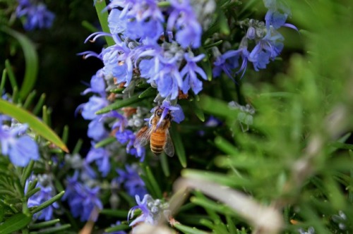 megarah-moon:Honeybees and rosemary~♡ Buy My Photography ♡