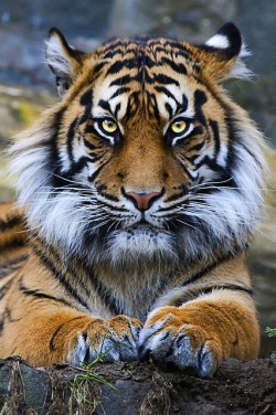 The eye of the tiger (Sumatran tiger)