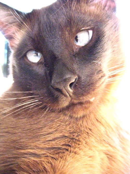 True Squinting Eyes