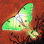 cicada-thebug