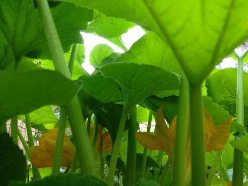 A different view of our squash. Such a beautiful green!