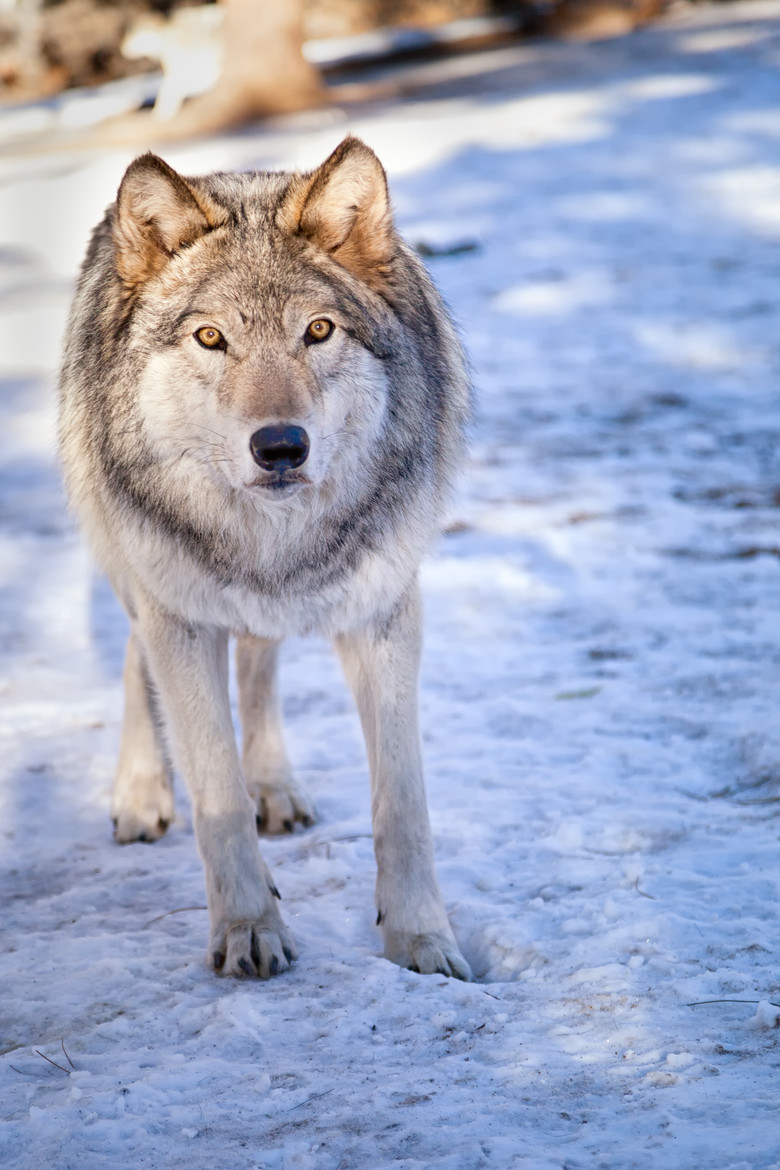 foreverthel0newolf:   Awaken My Soul by Theodore (Ted) Stark  