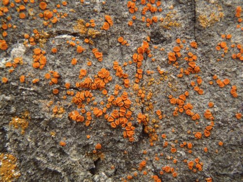  Polycauliona luteominia Red firedot lichenThis crustose lichen has a thin, immersed basal thallus, 