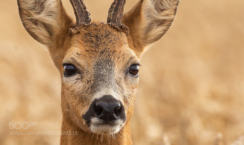 Close enough! by bridgephotography