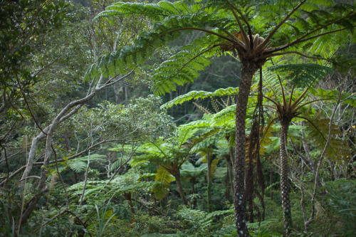 Tree fern rainforest jungle, Northern Okinawa main island, Japan by Ippei & Janine NaoiVia Flic